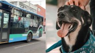 Qrobús se Vuelve Pet Friendly; Ahora Podrás Subir a tus Mascotas al Transporte Público