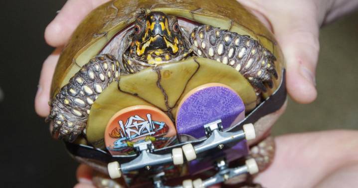 Turtle rescue helps teach collaboration, critical thinking at MSSU
