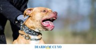 Feroz ataque en un galpón de ajos: dos perros atacaron a un empleado de 75 años y lo hirieron de gravedad