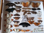 From student fieldwork to a public museum: The FAC Entomology Project