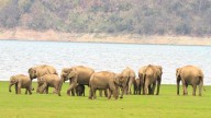 Elephants in human zones: Uttarakhand teams up with WII to study rising conflict and Behaviour