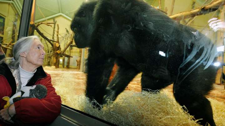 Jane Goodall’s gift to us: Seeing animals as both kin and mystery