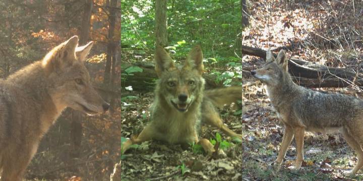 Coyote populations surge despite costly removal efforts, 18