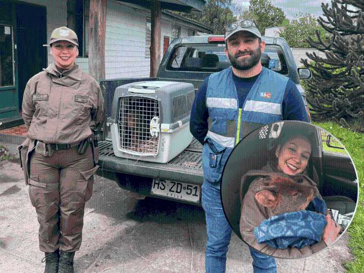 Carabineros rescatan a pudú en Puyehue y lo entregan al SAG para su cuidado