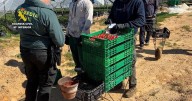 Cae en Huelva una trama que falsificaba DNI y contratos agrícolas para favorecer la inmigración ilegal