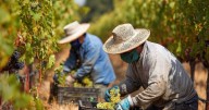 Farm Workers At Risk For Kidney Disease