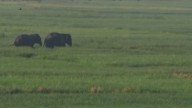 Two elephants stranded in Odisha's Athagarh, Forest Dept keeps track on movement