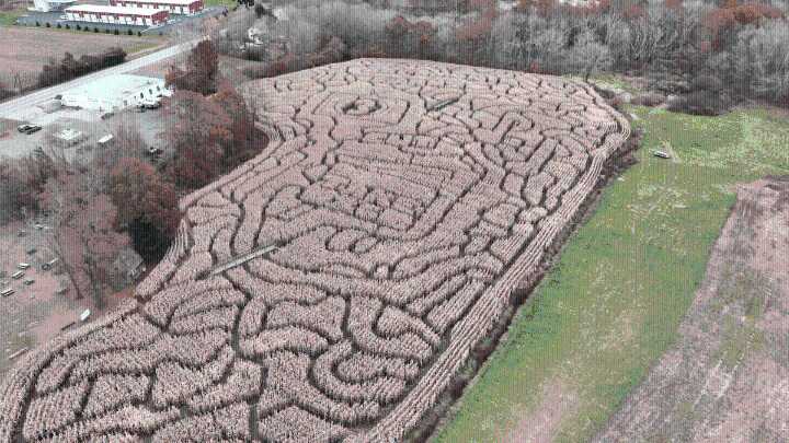 ‘Really well hidden’: Preston Farms Corn Maze keeps visitors searching