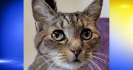 Pet of the Week: Angelou