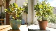Dónde colocar el árbol de jade durante la primavera