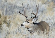 The Division of Wildlife Resources reminds hunters to submit mandatory harvest report