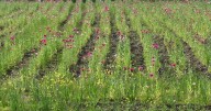 Edmonton police seize 60,000 opium poppies from field behind acreage