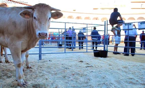 Suspendidas a partir del sábado las ferias y mercados de ganado en Castilla y León para reforzar la prevención frente a la Dermatosis Nodular Contagiosa