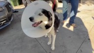 Husky reunites with owner in Tampa — 7 years after being stolen during break