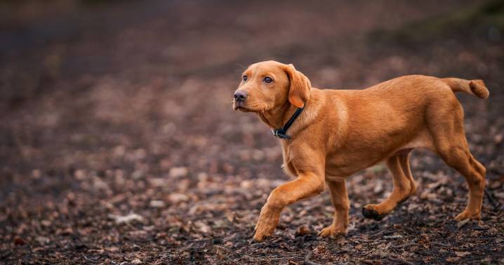 Vet's stark warning to dog owners over 'mystery illness' after autumn walks