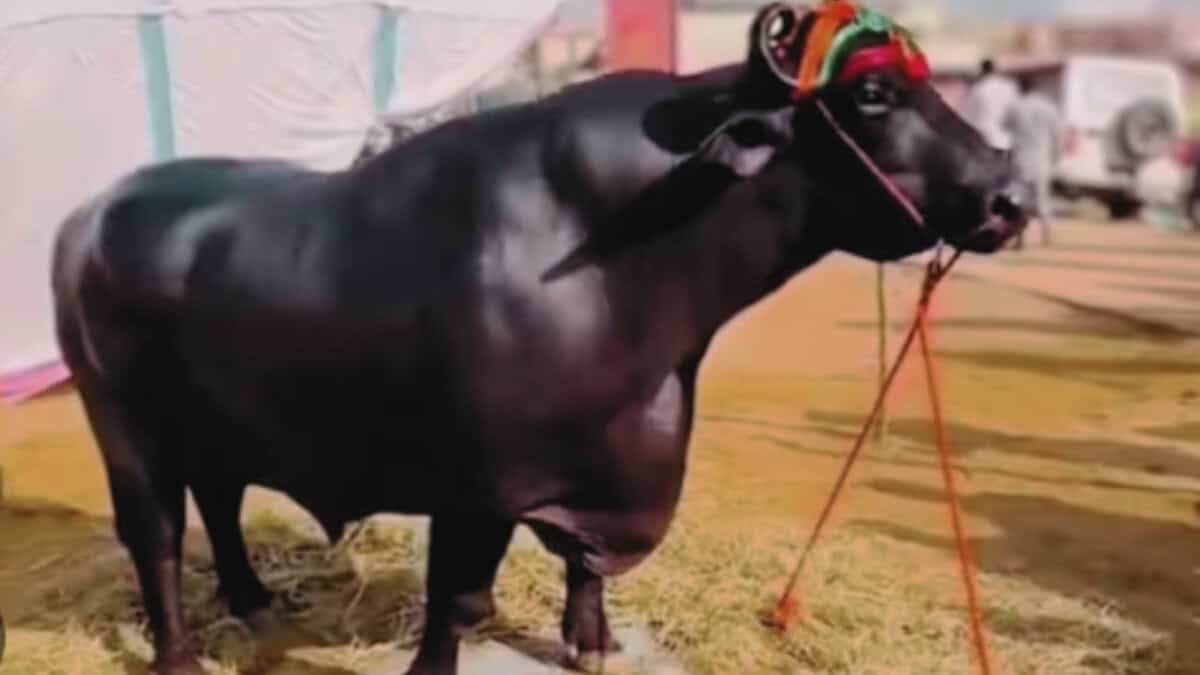 Anmol, the Rs 24 crore buffalo turns heads at Rajasthan fair
