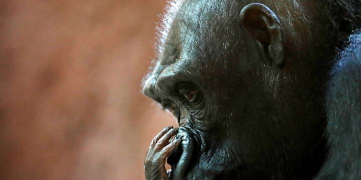 Un grupo de gorilas sigue viviendo en un zoo vacío tres años después de su cierre: “Su bienestar es nuestra máxima prioridad”