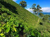 Cosecha de café en Colombia alcanza su mejor nivel en décadas