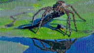 Fish-Hunting Spiders Are Found On Every Continent But Antarctica, And Include Some Of The Rarest In The World