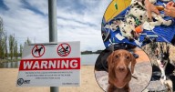 Residents afraid Lake Ginninderra is not safe for pets, children