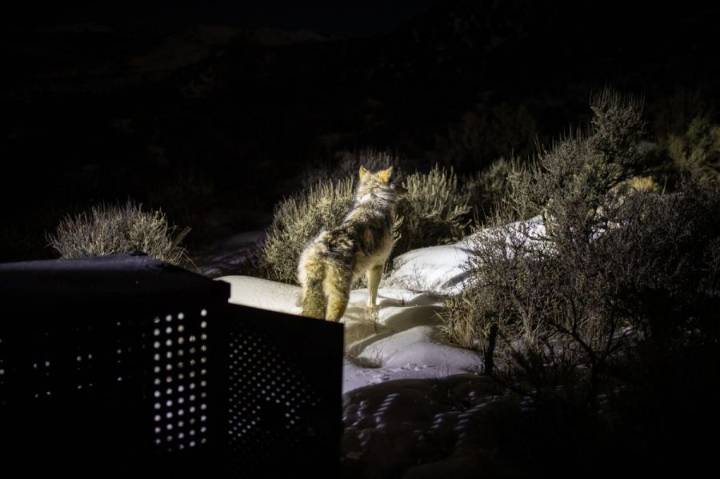 Montrose County commissioners to consider ordinance that would ban wolf reintroduction