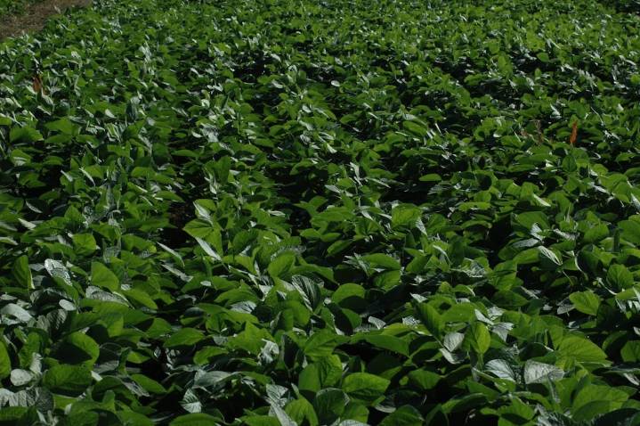 Diagnóstico y manejo de la soja: buscan equilibrio nutricional en los suelos argentinos