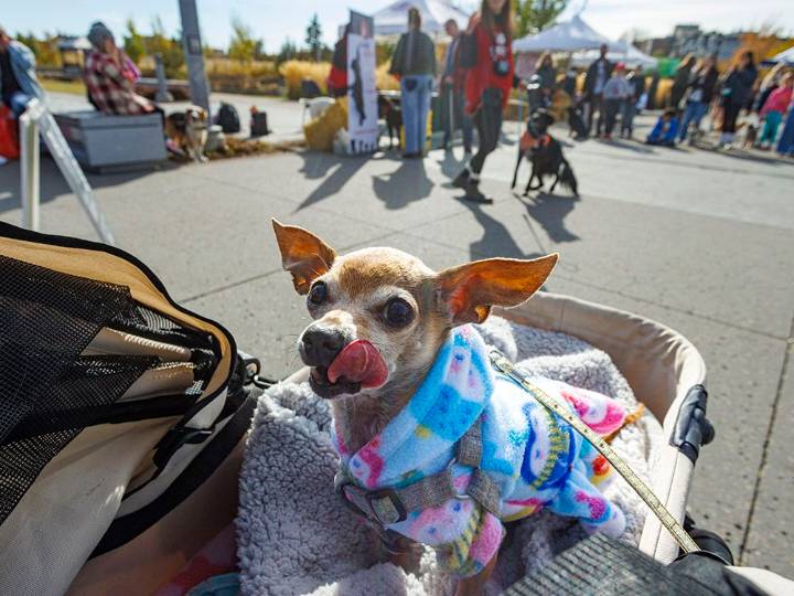 Calgary photographers in and around town for the October 17