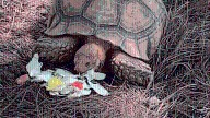 Social media search for missing Semmes tortoise Joey intensifies