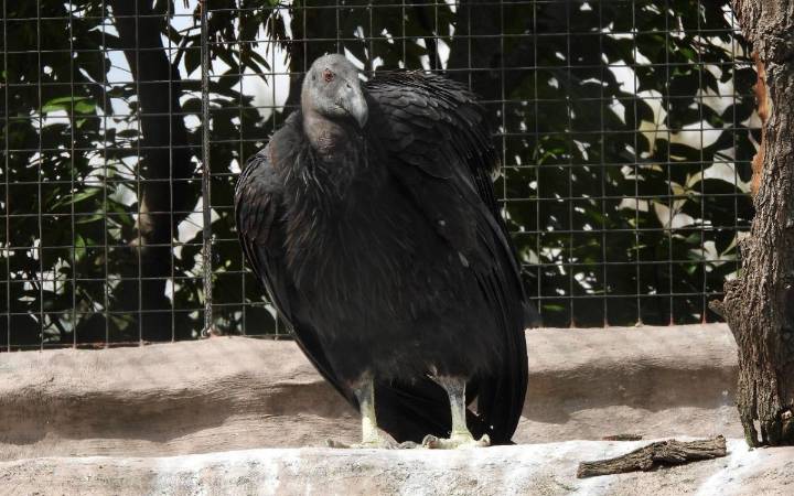 Cóndor de California llega al Centro de Conservación de la Vida Silvestre de San Juan de Aragón