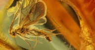 Hallan un prehistórico depósito de insectos en un recóndito lugar de la selva ecuatoriana