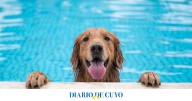 Las mascotas también sufren el calor: qué hacer para mantenerlas a salvo de las altas temperaturas