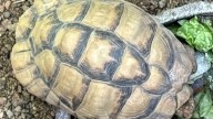 Stolen endangered tortoises found dumped in park an hour from Indianapolis