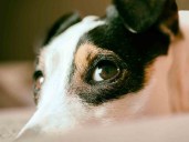 FGJ rescata a 222 animales y abre 148 investigaciones por maltrato en CDMX