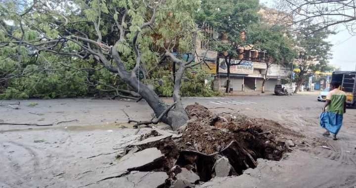 Tree fall incidents in Bengaluru double this year, cross 1,000 ma...