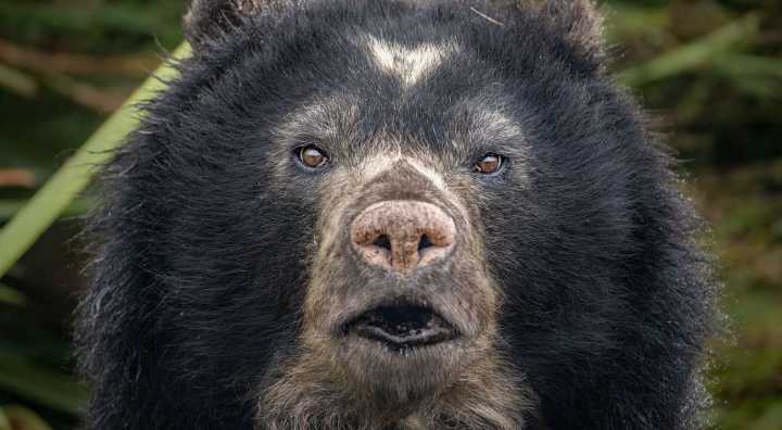 Comisión de Pueblos aprueba ley para proteger al oso de anteojos en el Perú