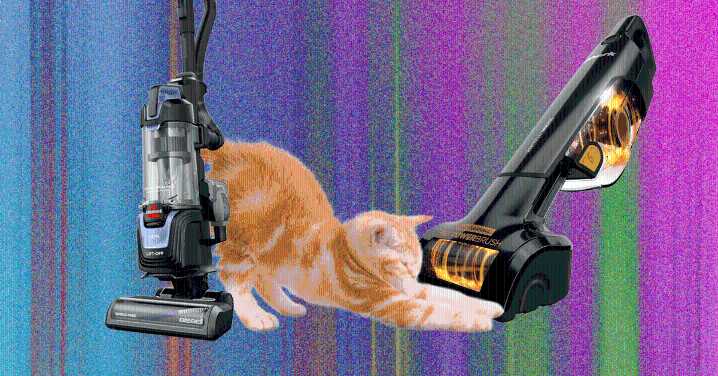 The Best Pet Hair Vacuums for Managing Dog and Cat Hair
