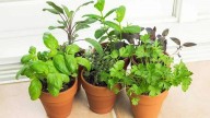 De la verdulería a tu living: la planta que brota sola y que es perfecta para decorar cualquier rincón de tu hogar