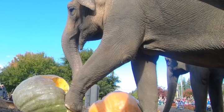 Oregon Zoo elephants demolish pumpkins in annual ‘Squishing of the Squash’