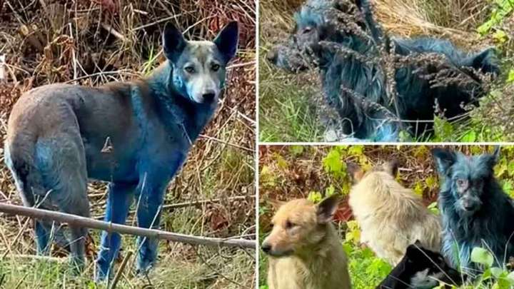 Avistan inusuales perros azules en zona exclusiva de Chernóbil