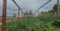 $222M in illegal cannabis seized across California in 3