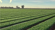 Paying farmers proves most cost-effective way to conserve Colorado River, study says