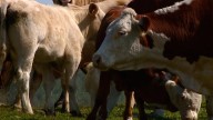 As Alberta beef prices continue to climb, what does it mean for ranchers?
