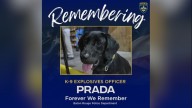 Retired BRPD bomb-sniffing K-9 passes away after 10