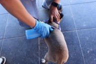 Brindan más de mil servicios para animales en Punta Oriente