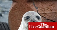 News live: fears highly contagious strain of H5 bird flu infected elephant seals on remote Australian island
