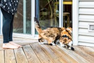 How Cat Siblings Greet Owner Once She's Home From Work Melts Hearts