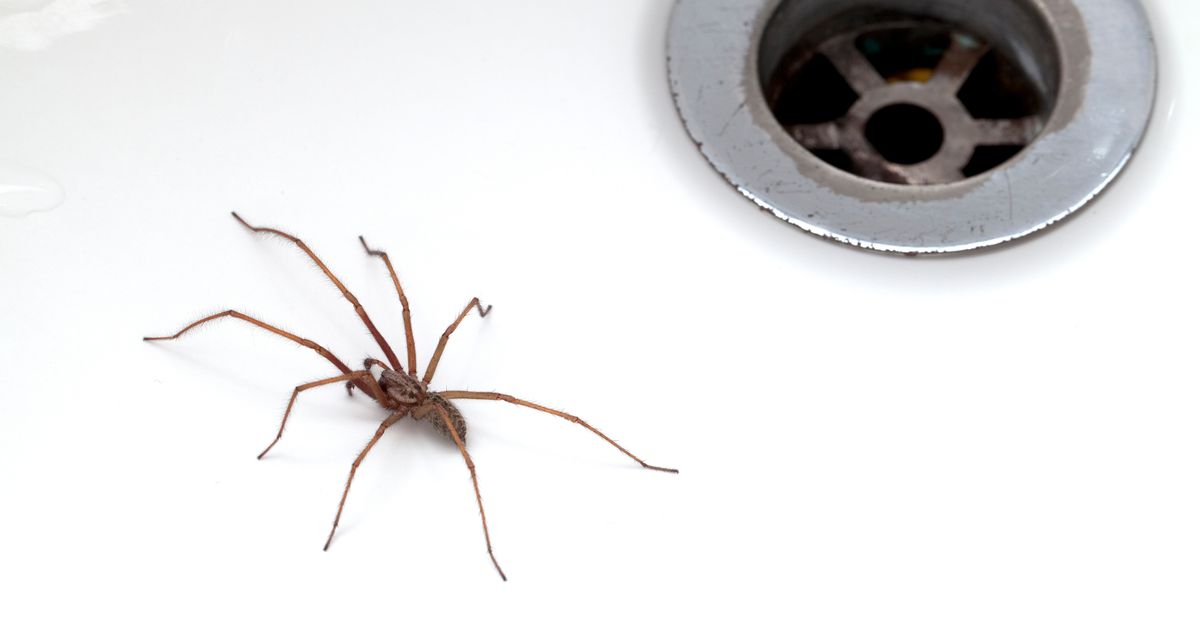 ‘Barrier’ cleaning method could keep spiders out of the bathroom for good
