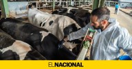 Identifican otro posible foco de dermatosis nodular en una granja de Osona