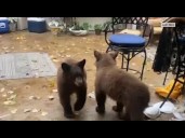 Mama Bear and Cubs Raid Granite Bay Trash