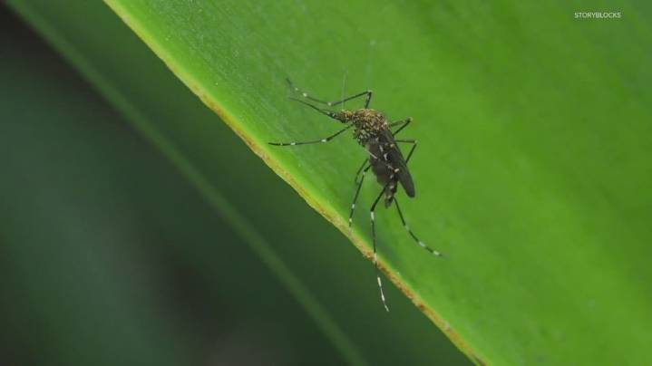 West Nile Virus detected in mosquito trap in Temple